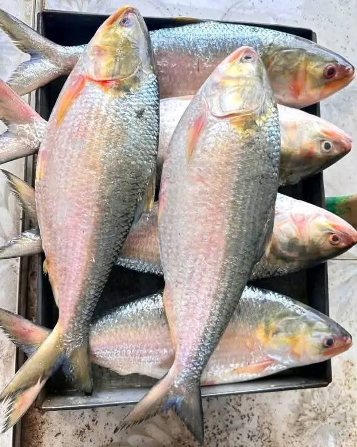 চাঁদপুরের টাটকা রূপালি ইলিশ